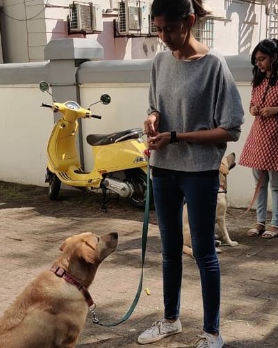 Dog Behavior Consultation & Training