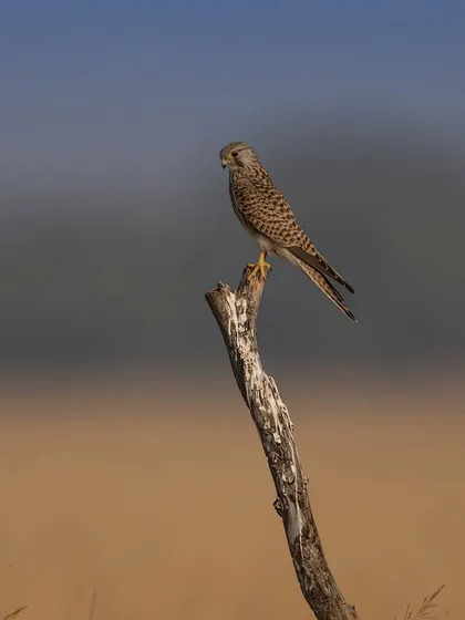 A common kestrel perched on a dead branch against a beautifully colored background of yellow fields and a blue-grey sky. This is a classic portrait of a small but fierce falcon.