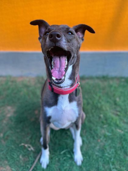 A yawn can be a sign of stress relief. Piku learning to decompress and process her training.