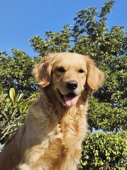 A stunning portrait of a happy Golden Retriever against a backdrop of lush greenery.