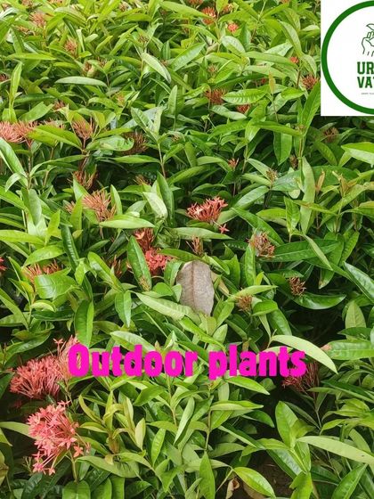 A field of red Ixora plants, showing the scale of my nursery.