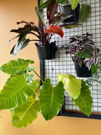 A close-up of the tropical vertical garden. The deep red of the Philodendron 'Rojo Congo' contrasts beautifully with the bright green and variegated leaves of the other plants, creating a stunning composition.