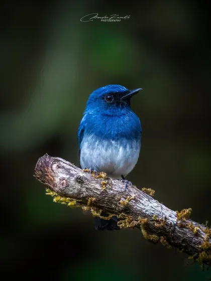 A White-bellied Blue Flycatcher in a dark, moody setting. The lighting focuses entirely on the bird, making its blue feathers stand out dramatically.