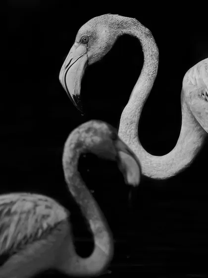 A low-key black and white portrait of two flamingos, creating a sense of drama and intimacy. This style helps focus on the emotional connection and form of the birds.