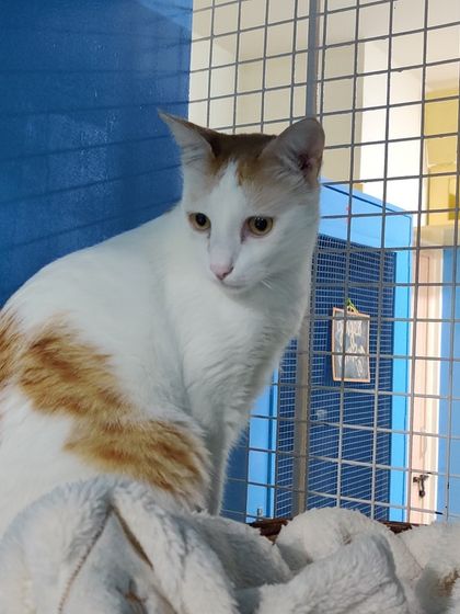 Sammy's Nest - Home Boarding for Small Pets Happy Cats: Our Boarding Guests photo 59