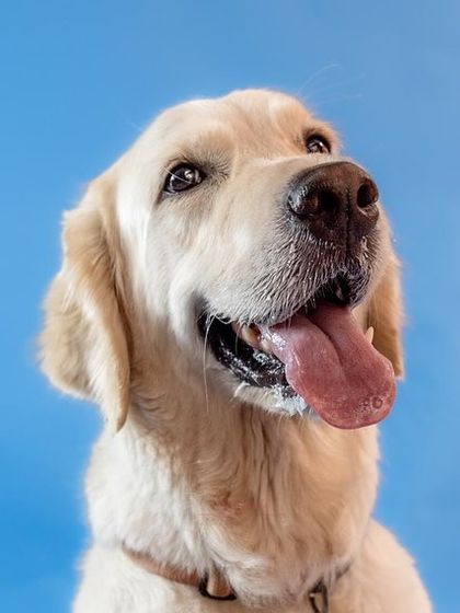 Zoey's happy and hopeful expression shines in this studio portrait. She is a wonderful dog ready for a loving home.