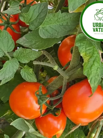 Close-up on a beautiful bunch of ripe tomatoes.