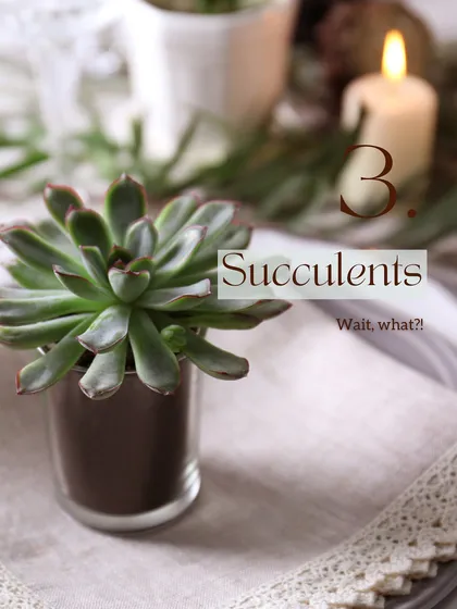 Surprisingly, even succulents can be difficult to grow in Delhi NCR. The high humidity during the monsoon season often leads to root rot, while winter fog can also stress them out.