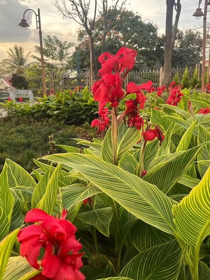Red canna lilies in a park setting. Their height and bright color make them stand out against a background of green foliage and trees.