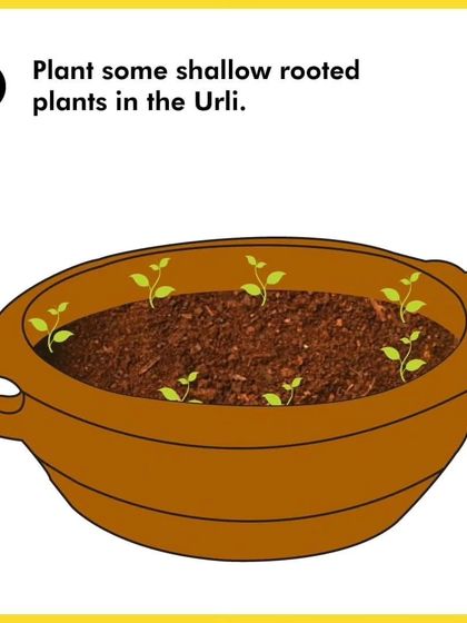 The second step in using the Pooja Ganesha is to plant some shallow-rooted plants like mint or coriander around the edges of the Urli.