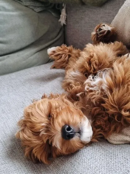 A fluffy red puppy enjoying a nap, belly-up on the sofa. This shows the trusting and relaxed nature of my home-raised dogs.