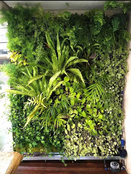 A close-up view of a lush vertical garden on a balcony. I use a mix of ferns, money plants, and other species to create a dense, jungle-like feel, even in a small space.