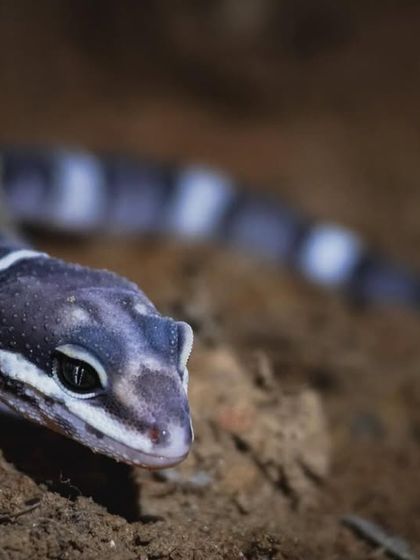 For me, this is the most beautiful gecko in Delhi NCR. Sighting a Leopard Gecko on a night trail is always a special and memorable experience.