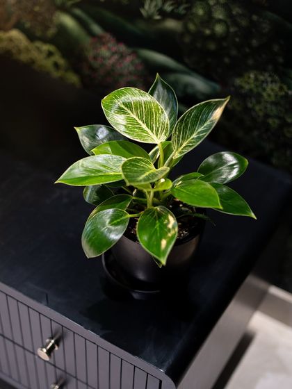The Philodendron Birkin is perfect for adding a touch of elegance to a modern space. Its pinstriped leaves create a beautiful contrast against this dark, ribbed side table, making it a stylish accent piece.