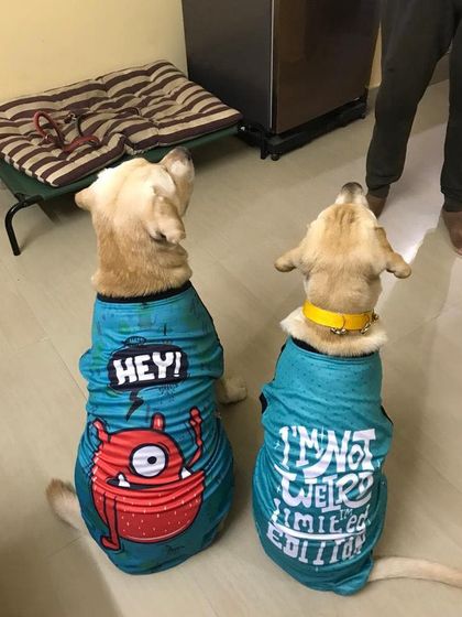 K9 Gurukul - Dog Obedience & Behavior Training More Moments from Our Journey photo 56