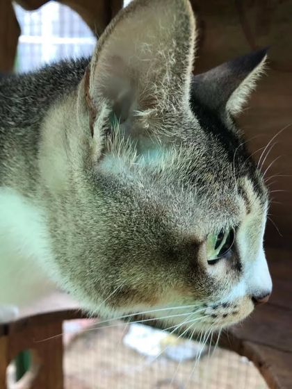 A close-up of one of our lovely tabby guests. We take the time to get to know the personality of every cat we host.