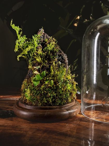 Glass Dome & Cloche Terrariums photo 19