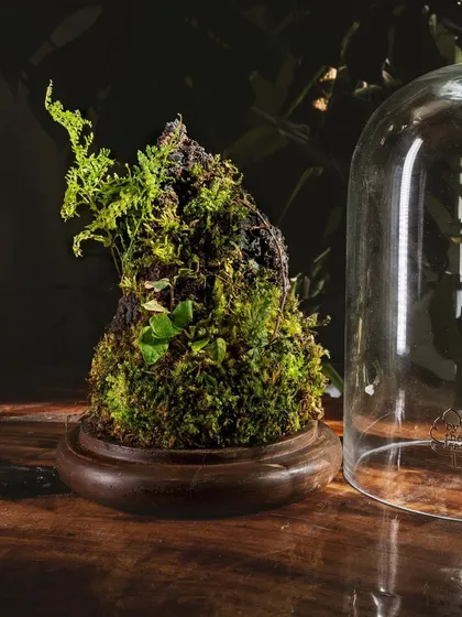 Here is the "Life On A Mountain" piece with the dome off, allowing a clearer view of the carefully constructed landscape. It's a piece of living art, made right here in India.