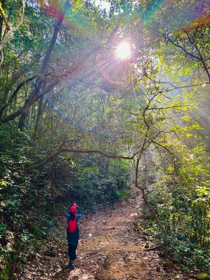 The sun creating a beautiful flare as a trekker walks through the forest.