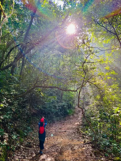 The sun creating a beautiful flare as a trekker walks through the forest.