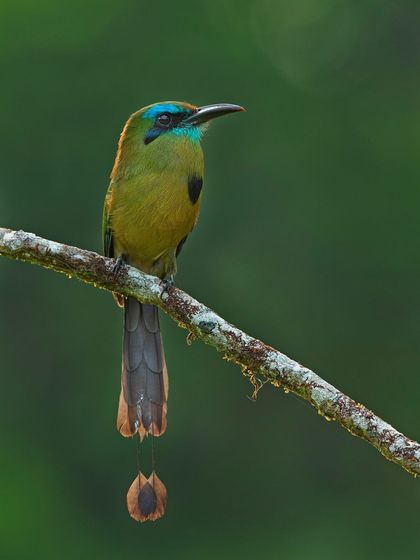 The unique racket-tipped tail of the Keel-billed Motmot is a fascinating feature we aim to capture on my Neotropical birding tours.