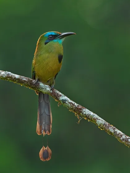 A Keel-billed Motmot, a stunning bird from Costa Rica with a unique tail that has two bare-shafted rackets at the end.