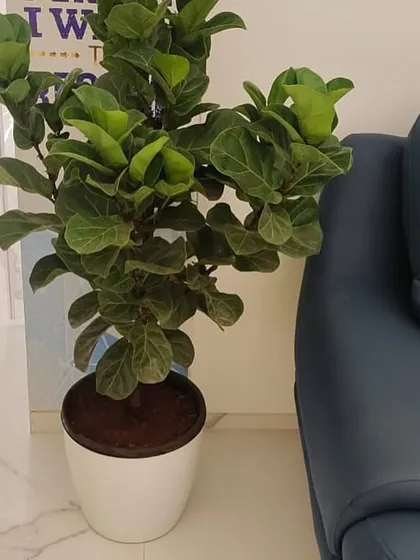 A healthy Fiddle Leaf Fig in a stylish white pot adds a touch of sophisticated green to this seating area. This popular indoor tree is a favorite for its large, sculptural leaves, making it a perfect living decor piece for lobbies and lounges.