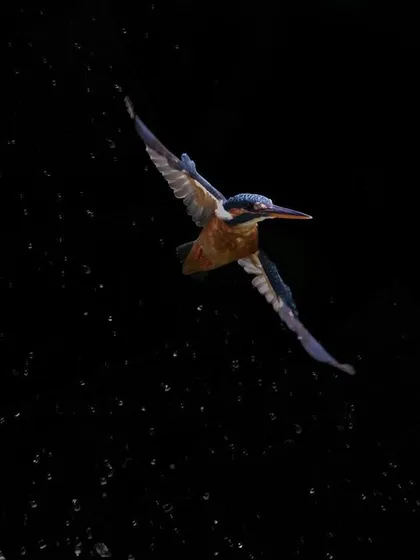 Photographing a kingfisher dive is all about patience and luck. After many failed attempts, I finally captured this female Common Kingfisher in Singapore as she retreated from the water, with every droplet frozen in time. This shot shows the explosive energy of a hunt.