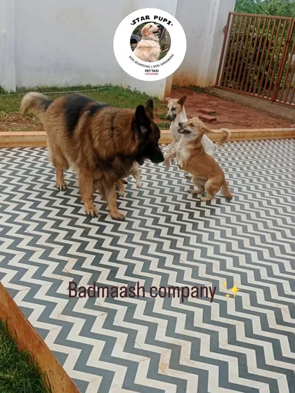 Welcome to the 'badmaash company'! This is our daily dose of 'masti' where dogs of all sizes learn to play and socialize together. It's pure happiness watching them form their own little pack in our safe, off-leash daycare.