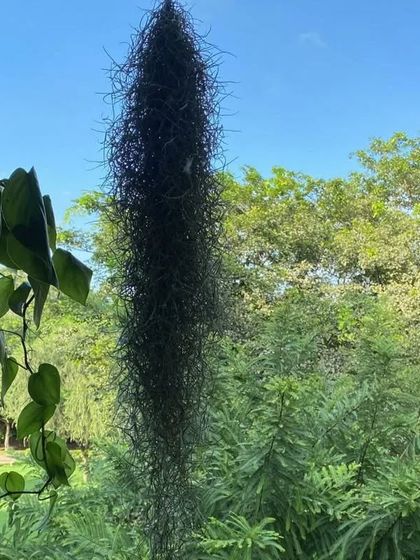 A very long Spanish Moss (Tillandsia usneoides) hanging down. This is an air plant that doesn't need any soil to grow.