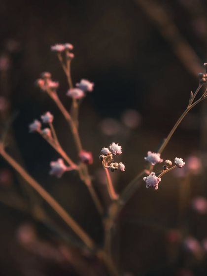 Zahid Moledina - Photography The World Up Close: Nature & Macro photo 29