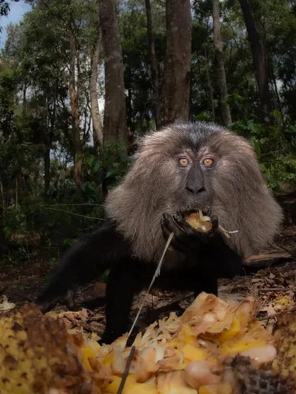 A close-up of an endangered Lion-tailed Macaque eating. The health of the mother is paramount to the survival of the troop's young.