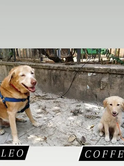 Meet our new friends, Leo the senior dog and Coffee the little puppy. We love walking dogs of all ages and are experienced in managing different energy levels, ensuring a safe and happy walk for everyone.