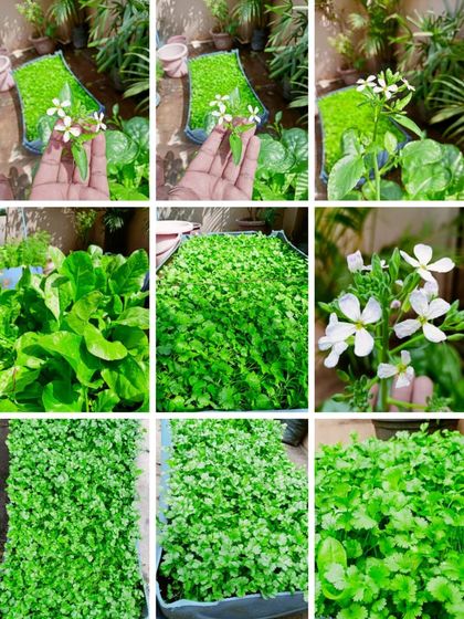 Multiplex Urban Green - Organic Gardening Supplies Grow Your Own Vegetables & Herbs photo 6