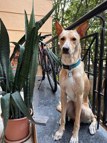 Berlin posing so handsomely in his home. I always respect the pet's space, allowing them to feel in control and comfortable in their own environment.