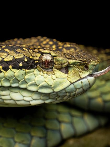 An extreme close-up of a pit viper's head, showing the heat-sensing pit and forked tongue.