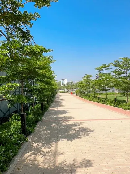 Another view of the tree-lined pathway, showing the uniform planting of Terminalia trees. Consistent planting creates a strong visual line and provides shade and greenery along the walkway.