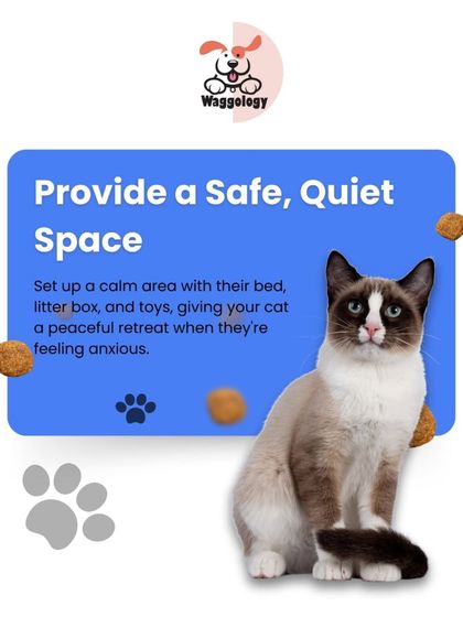 For an anxious cat, a safe, quiet space is essential. This graphic explains how to set up a peaceful retreat with their bed, litter box, and toys to help them feel secure.