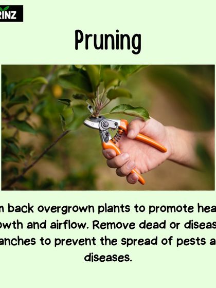 Hygrinz - Garden Maintenance Gardening Know-How: Tips & Techniques photo 39