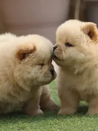 Pet Breeder
