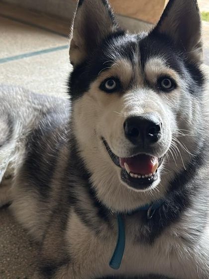 A stunning Husky relaxing indoors. Our clean, tiled floors are cool and comfortable for dogs to rest on.