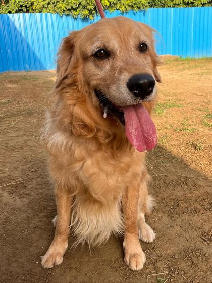 Messi is back for boarding, and thanks to his owners' wonderful follow-up work post-training, he is a well-mannered and easy-going guest. This makes his stay fun for him and our entire team.