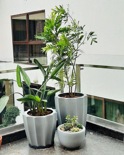 Terrace & Balcony Gardens