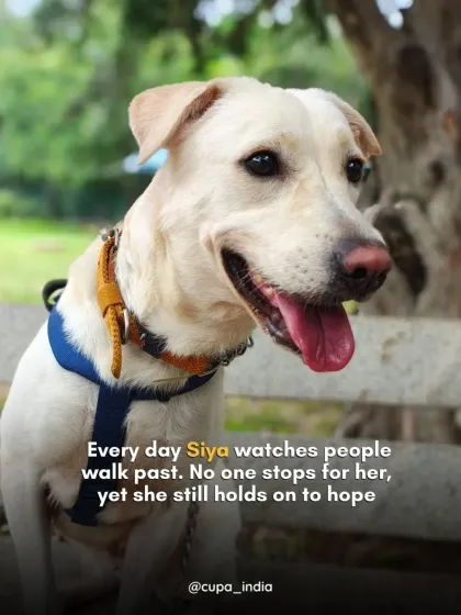 Cupa - Pet Adoption, Fostering & Sponsorship Find Your Canine Companion: Dogs for Adoption photo 13