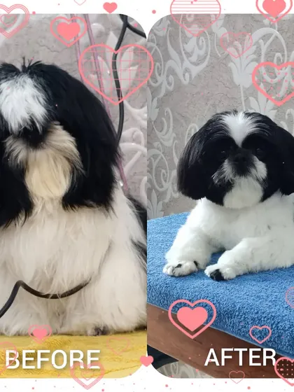 Another one of my favorite before and after grooming makeovers. A proper haircut not only makes them look great but also helps keep their coat healthy and tangle-free.