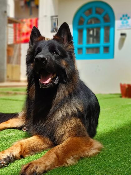 A beautiful long-coat German Shepherd enjoying the outdoor space.