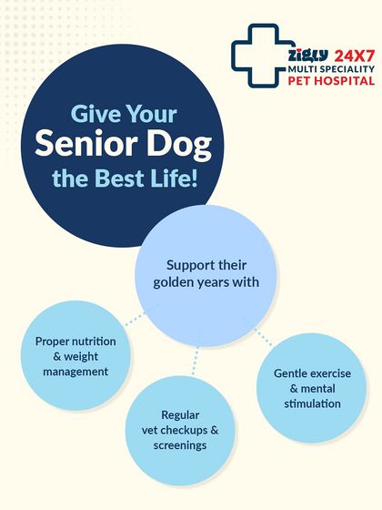 Zigly - Pet Supplies Expert Pet Care Advice photo 21