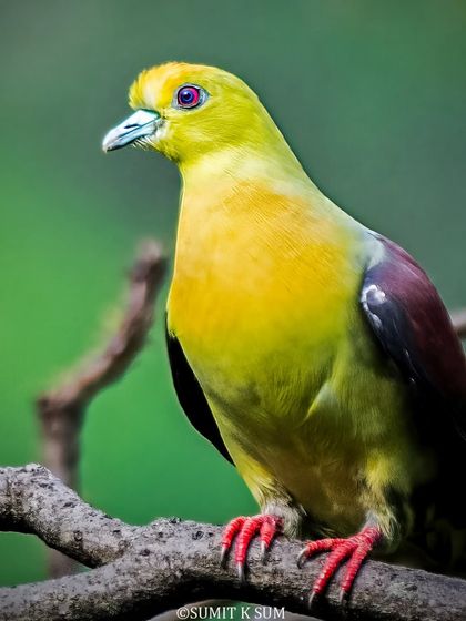 A close-up portrait of a Wedge-tailed Green Pigeon. Its vibrant yellow-green body, maroon wings, and striking red feet make it a colourful resident of the forest.
