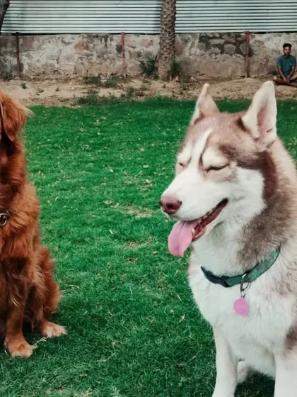 Our seven distinct playgrounds offer a variety of scenes for playtime, ensuring that every dog finds their perfect spot to hang out, whether it's with a Golden Retriever or a handsome Husky.