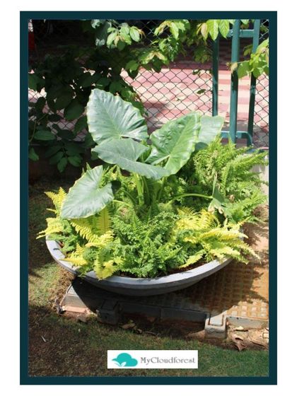 MyCloudforest - Landscape Garden Design Garden Details & Plant Styling photo 3